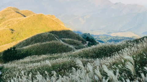THIÊN ĐƯỜNG CỎ LAU BÌNH LIÊU